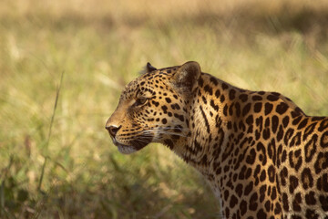 Leopard in Africa. It's calm and beautiful. The best shot of real leopard. 