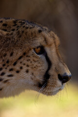 African cheetah close-up face. It's so cute. The best shot of real cheetah. 