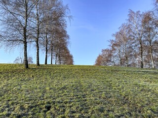 Fototapeta premium Birch trees in winter in sunlight with meadow