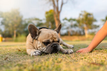 Fototapeta premium Happy French bulldog lying at field biting brown twig.