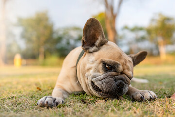 Fototapeta premium Happy French bulldog lying at field biting brown twig.