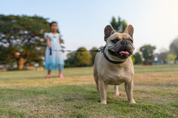 French bulldog on leash at field with small child.