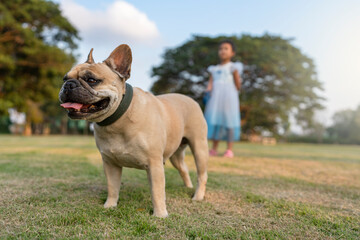 French bulldog standing at field with small child.