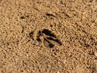 Wild animal footprint on a sand in Africa.