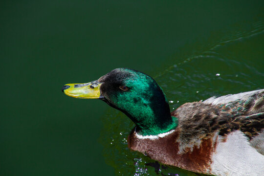 Duck swimming in a lake or pond in summer, closeup of head and neck, mallard duck, drake, green water