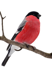 red single bullfinch isolated on white