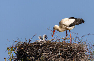 stork and two small chickens in nest on blue © Alexander Potapov