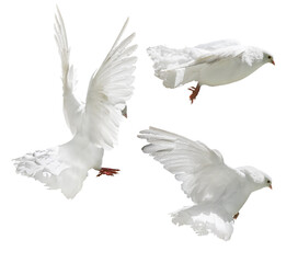 isolated flying three pigeons with pure white wings