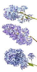 blue lilac blossoming three branches with large flowers on white