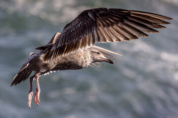 Gull in flight