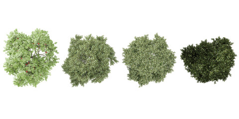 Obraz premium Bucida buceras,Rowan plants from the top view isolated white background