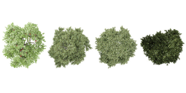 Bucida buceras,Rowan plants from the top view isolated white background