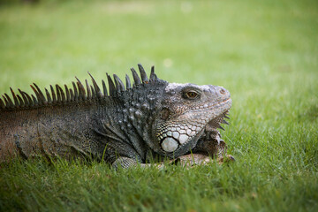 Reise durch Südamerika. Guayaquil, Parque Seminario mit den frei lebenden Leguanen.