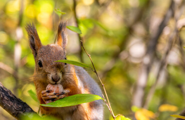 Squirrel with a nut in its paws on a tree branch in the forest close-up.