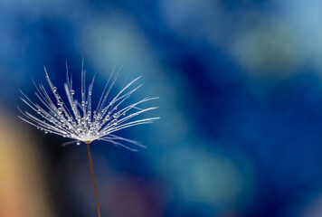 A dandelion umbrella with water droplets in close-up.