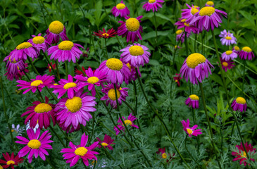 Obraz premium Chamomile Pyrethrum flower in the garden in summer close-up.