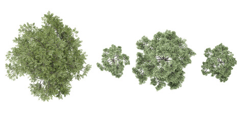 Obraz premium Top view of photorealistic 3D rendering of fir tree in transparent background