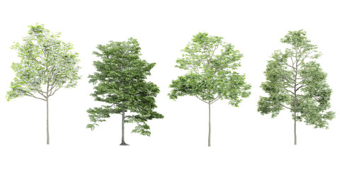 Tree tilia europaea on transparent background