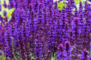 Naklejka premium Veronica spiky with a garden on a summer day.