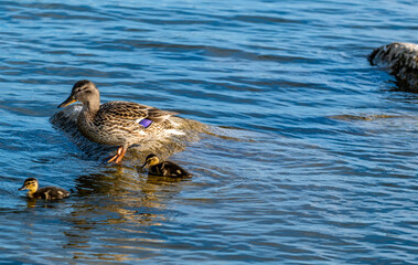 A wild duck with small ducklings in the lake water on a summer day.