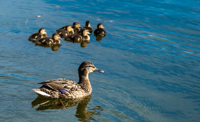 A wild duck with small ducklings in the lake water on a summer day.