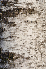 Pubescent birch bark detail