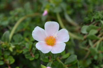 Moss-rose purslane flower