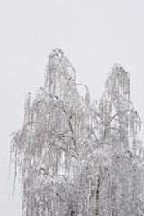 Common birch branches covered ith falling snow
