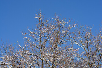 London plane branches covered with snow