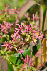Tianshan Seven-son flower tree