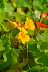 Garden nasturtium flowers