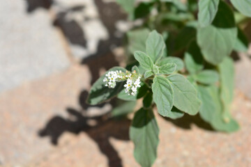 European heliotrope flowers
