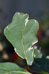 Oak Argenteo Marginata leaf