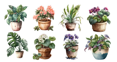 Fototapeta premium Home flowers in pots: ficus, begonia, spathiphyllum, violet, monstera, tradescantia and others