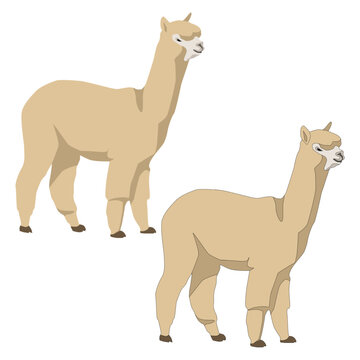 Alpaca vector isolated on white background flat with shadows