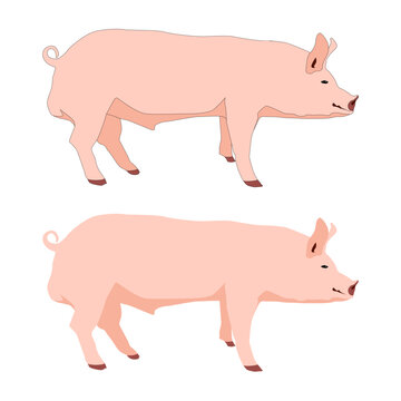 Vector pink pig, boar isolated on white background flat with shadows