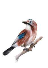 Eurasian Jay Eichelhäher vogel Watercolor