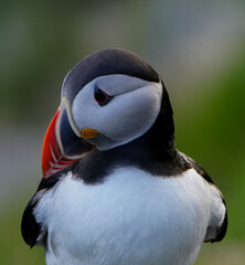atlantic puffin bird