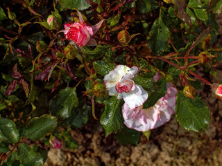 Pale tea rose in the garden