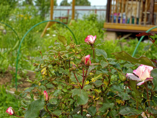 Pale tea rose in the garden