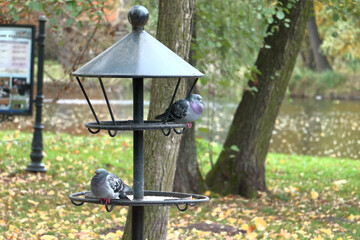 A hungry bird, pigeon, at the feeder in the city park waiting for food in autumn