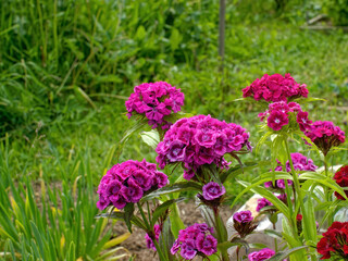 Phlox flowers in the garden
