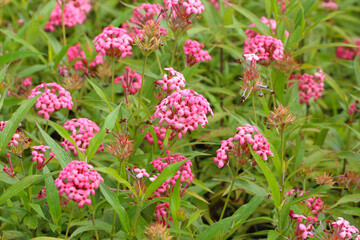 Panama Rose or Arachnothryx leucophylla are blooming.