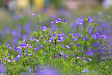 Brazilian Snapdragon or Amazon Blue flower.