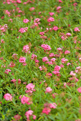Panama Rose or Arachnothryx leucophylla are blooming.