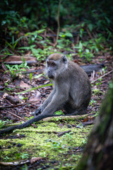 Naklejka na ściany i meble Makakenaffe in der Wildnis Borneos – Einblick in die Tierwelt