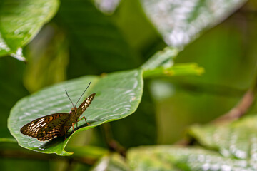 Schmetterling auf einem Blatt im Borneo Regenwald – Zarte Insektenwelt