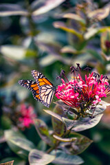 Danaus plexippus en canarias mariposa monarca 