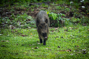 Wildschwein in grüner Umgebung – Einheimisches Tier in Borneo
