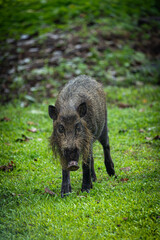 Wildschwein in grüner Umgebung – Einheimisches Tier in Borneo